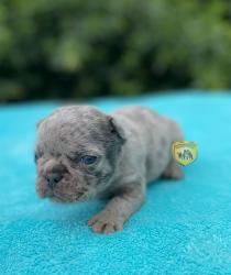 Click sobre la imagen para ampliarla