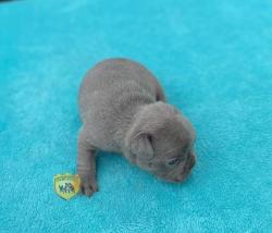 Click sobre la imagen para ampliarla