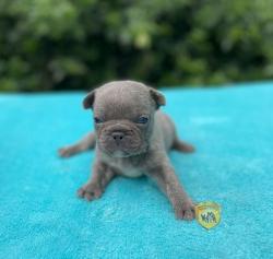 Click sobre la imagen para ampliarla