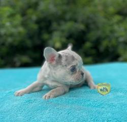 Click sobre la imagen para ampliarla