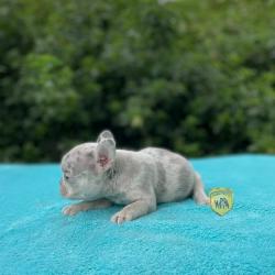 Click sobre la imagen para ampliarla