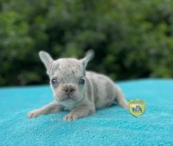 Click sobre la imagen para ampliarla