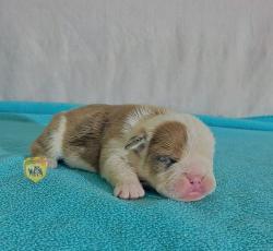 Click sobre la imagen para ampliarla