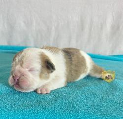 Click sobre la imagen para ampliarla