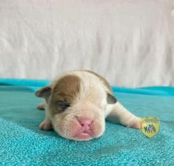 Click sobre la imagen para ampliarla