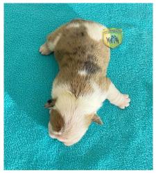 Click sobre la imagen para ampliarla