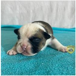 Click sobre la imagen para ampliarla