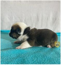 Click sobre la imagen para ampliarla