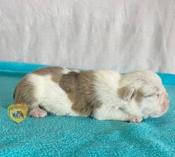 Click sobre la imagen para ampliarla