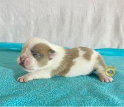 Click sobre la imagen para ampliarla