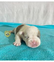 Click sobre la imagen para ampliarla