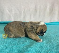 Click sobre la imagen para ampliarla