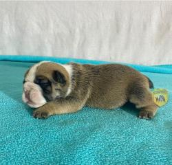 Click sobre la imagen para ampliarla