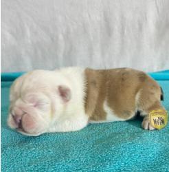 Click sobre la imagen para ampliarla