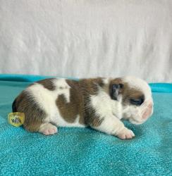 Click sobre la imagen para ampliarla