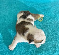 Click sobre la imagen para ampliarla