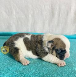 Click sobre la imagen para ampliarla