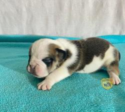 Click sobre la imagen para ampliarla