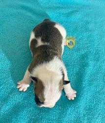 Click sobre la imagen para ampliarla