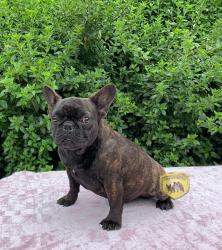 Click sobre la imagen para ampliarla