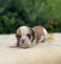 Click sobre la imagen para ampliarla