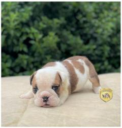 Click sobre la imagen para ampliarla