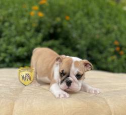 Click sobre la imagen para ampliarla