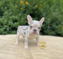 Click sobre la imagen para ampliarla