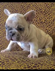 Click sobre la imagen para ampliarla