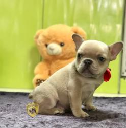 Click sobre la imagen para ampliarla