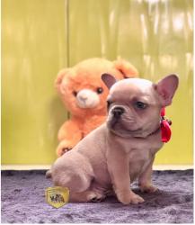 Click sobre la imagen para ampliarla