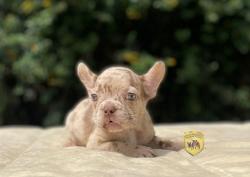 Click sobre la imagen para ampliarla