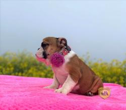 Click sobre la imagen para ampliarla