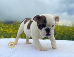 Click sobre la imagen para ampliarla