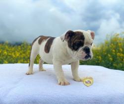 Click sobre la imagen para ampliarla