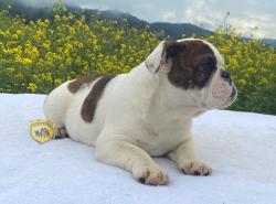 Click sobre la imagen para ampliarla