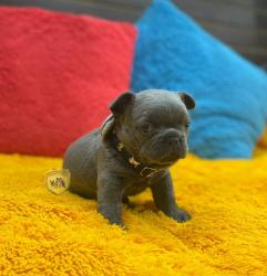 Click sobre la imagen para ampliarla