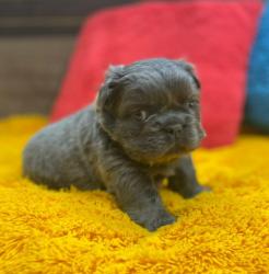 Click sobre la imagen para ampliarla