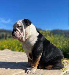 Click sobre la imagen para ampliarla