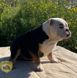 Click sobre la imagen para ampliarla