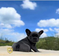 Click sobre la imagen para ampliarla