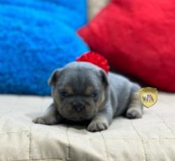 Click sobre la imagen para ampliarla