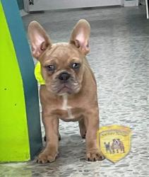 Click sobre la imagen para ampliarla