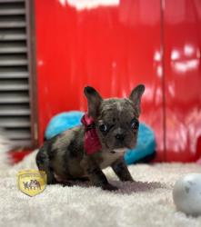 Click sobre la imagen para ampliarla