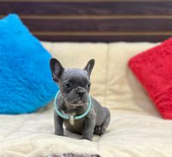 Click sobre la imagen para ampliarla