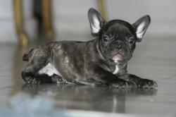   los dos machos de la linea nutibara frnch bulldog


            


            