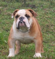 bulldog