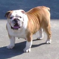 bulldog