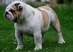 Click sobre la imagen para ampliarla