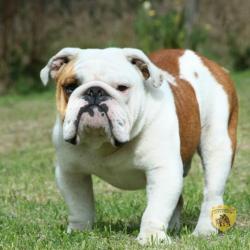 Nutibara Casper  ventadecachorroscriaderonutibarabulldogsencolombiabogota    
  
cria de cachorros bulldog 